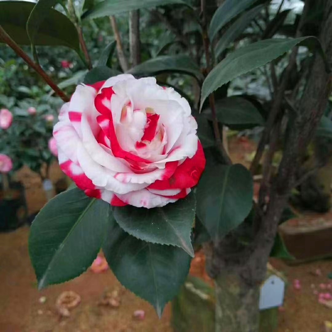 四川茶花基地：自然与美学的完美融合
