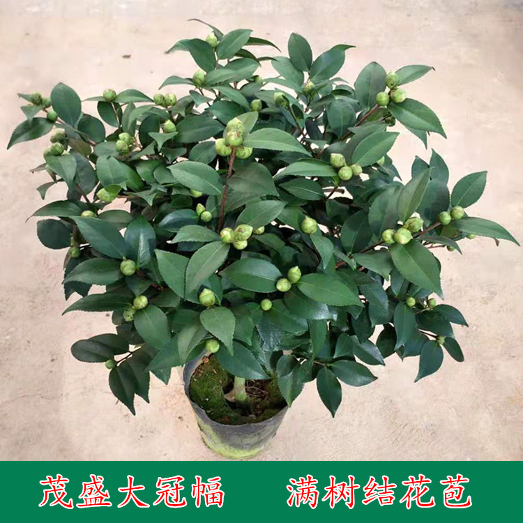 茶花盆栽香妃茶花五色赤丹红白色花苞浓香型花苞四季常绿阳台庭院-图2