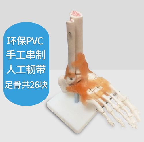 人体骨骼模型膝关节模型可拆卸手关节脚关节肩关节髋关节教学模型 - 图2