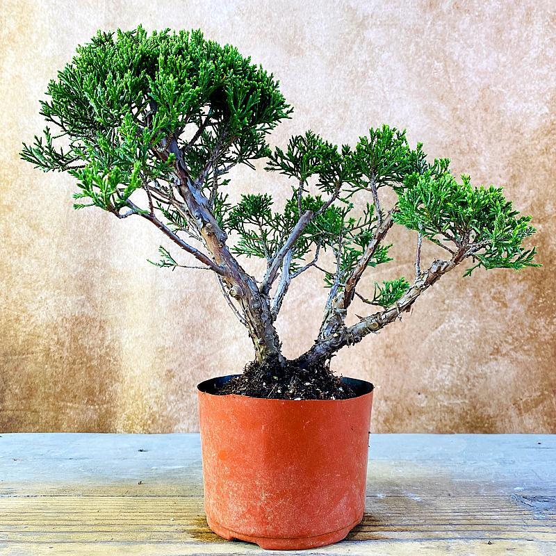 一物一拍济州真柏盆景稀有植物盆栽松柏高档绿植桌面阳台盆栽摆件,淘宝优惠券,粉丝福利购,淘宝优惠卷