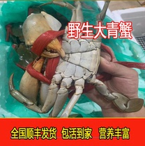 (wild large blue crab) crab live crab meat crab moribund crab paste crab marine crab (1 catty of ultra-valued clothing)