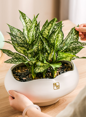 简约中国风创意大口径陶瓷花盆绿植桌面异形盆景盆