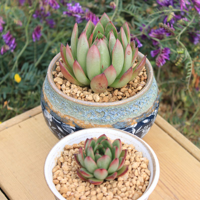 冬云系圣诞冬云多肉植物二木的花园阳台创意盆栽绿植云南满包邮 虎窝淘