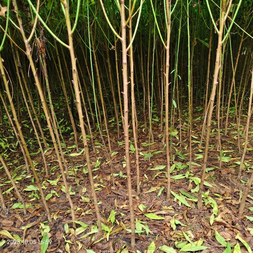 毛桃苗毛桃芽苗毛桃实生苗桃树苗毛桃小苗桃李嫁接砧木桃树苗幼苗 - 图1