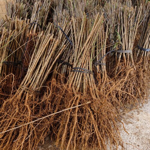 毛桃苗毛桃芽苗毛桃实生苗桃树苗毛桃小苗桃李嫁接砧木桃树苗幼苗 - 图2