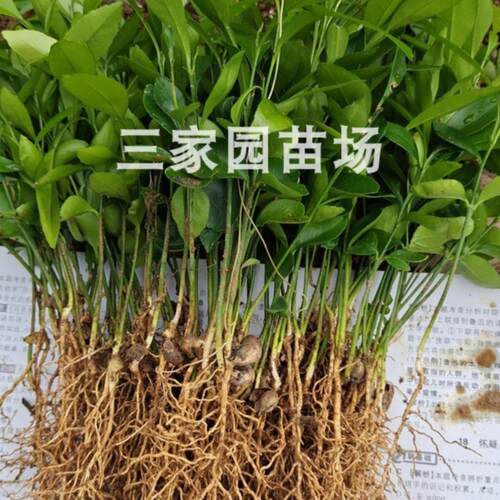 香橙苗 香橙芽苗 香橙砧木苗 正宗小叶软枝香橙实生苗小叶香橙苗 - 图2