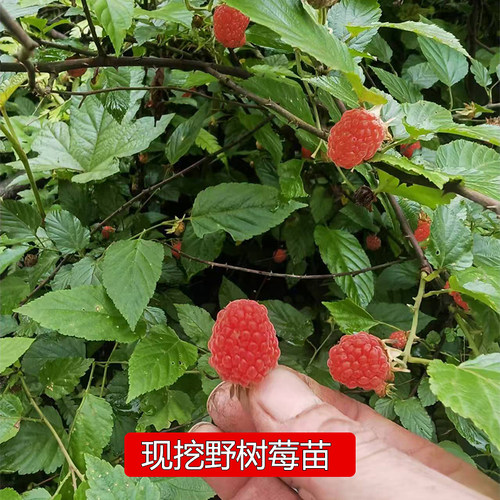 野外生长山莓树莓苗农村覆盆子刺泡撒秧泡三月泡红树梅野果牛奶泡 - 图0