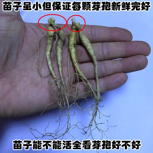长白山人参人参苗人参种子人参盆栽盆景东北人参吉林人参苗人参种 - 图1