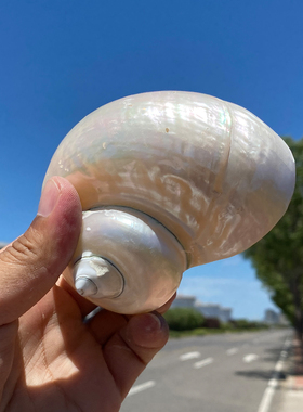 天然贝壳海螺装饰摆件光滑白色海洋风工艺品抛光绿蝾螺荧光海螺