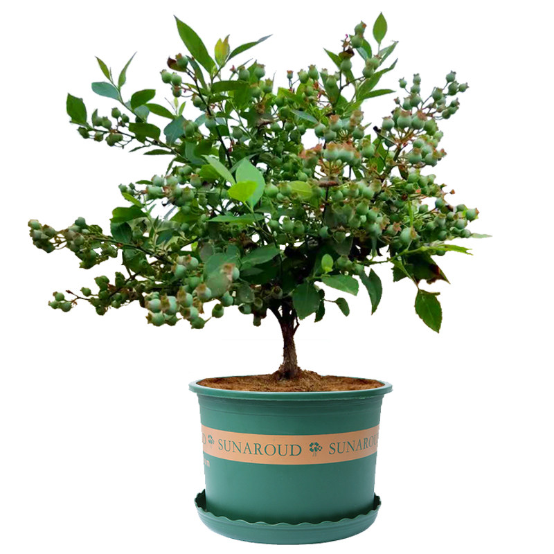 特大蓝莓树果苗盆栽地栽带果发货南北方种植奥尼尔蓝莓苗当年结果,淘宝优惠券,粉丝福利购,淘宝优惠卷