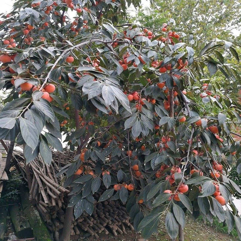 图4