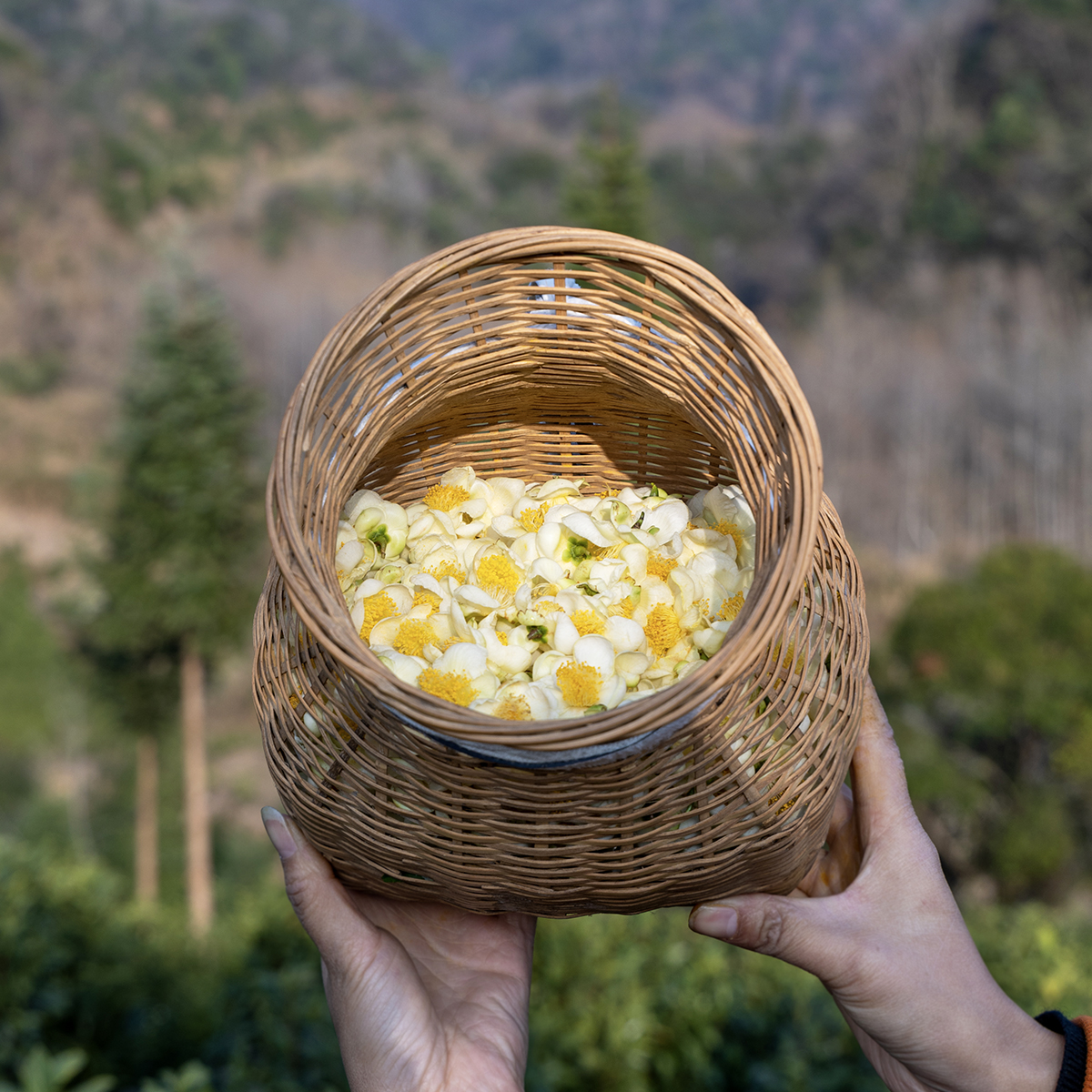 晚桔丨纯净茶花茶高山野茶茶花无污染养生茶饮二泡后清香回甘-图0