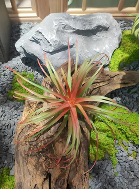 仿真多肉仿真仙人掌盆栽假植物