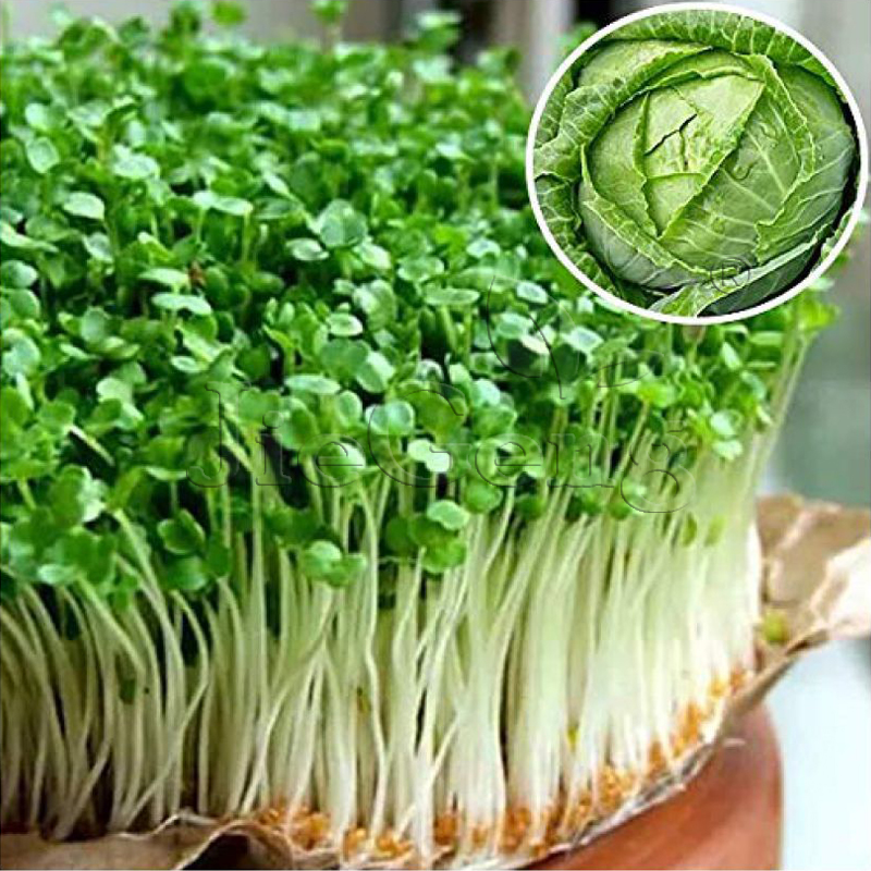 绿甘蓝种子 卷心菜 包菜 水培苗菜 微型蔬菜 Cabbage Micro Seeds - 图2