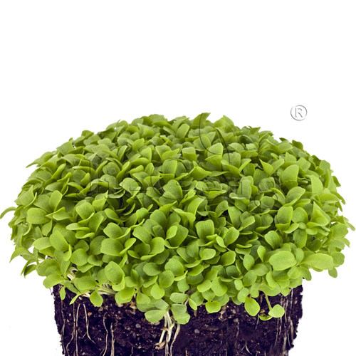 结球生菜种子 圆莴苣西生菜 芽苗菜微型蔬菜HeadLettuceMicroSeed - 图2