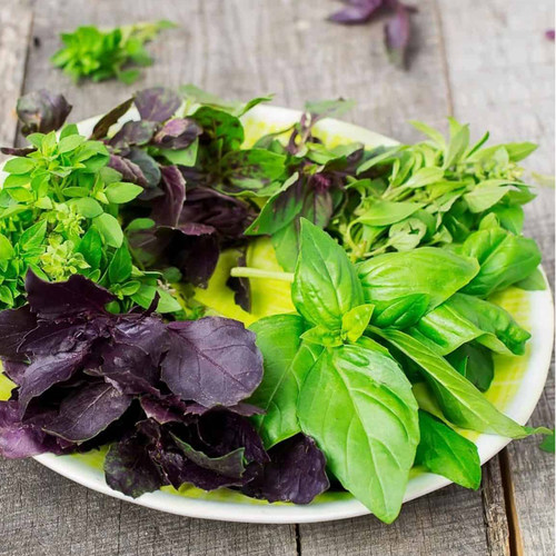 罗勒种子 圣约瑟夫草 九层塔意大利甜罗勒 Basil 圣罗勒香草香料 - 图2