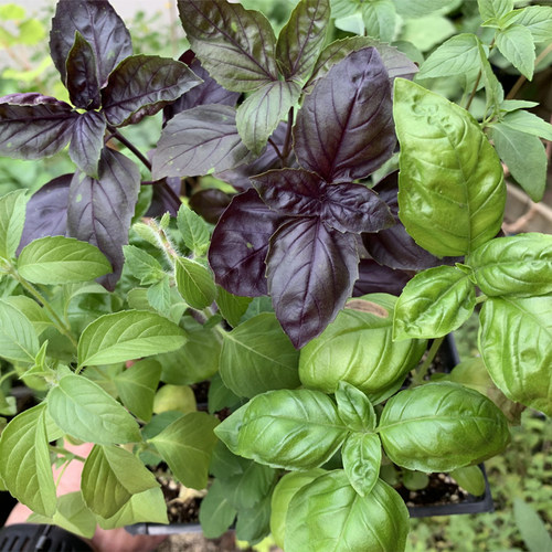 罗勒种子 圣约瑟夫草 九层塔意大利甜罗勒 Basil 圣罗勒香草香料 - 图1
