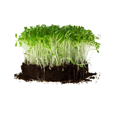 结球生菜种子 圆莴苣西生菜 芽苗菜微型蔬菜HeadLettuceMicroSeed - 图3