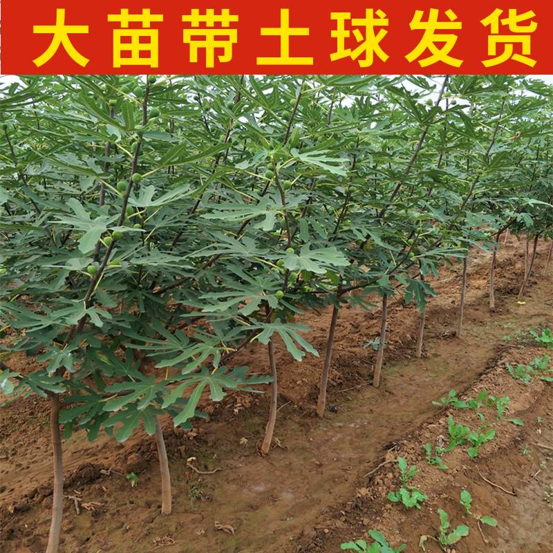 波姬红无花果苗南北方庭院地栽特大果树阳台盆栽嫁接耐寒当年结果 - 图3