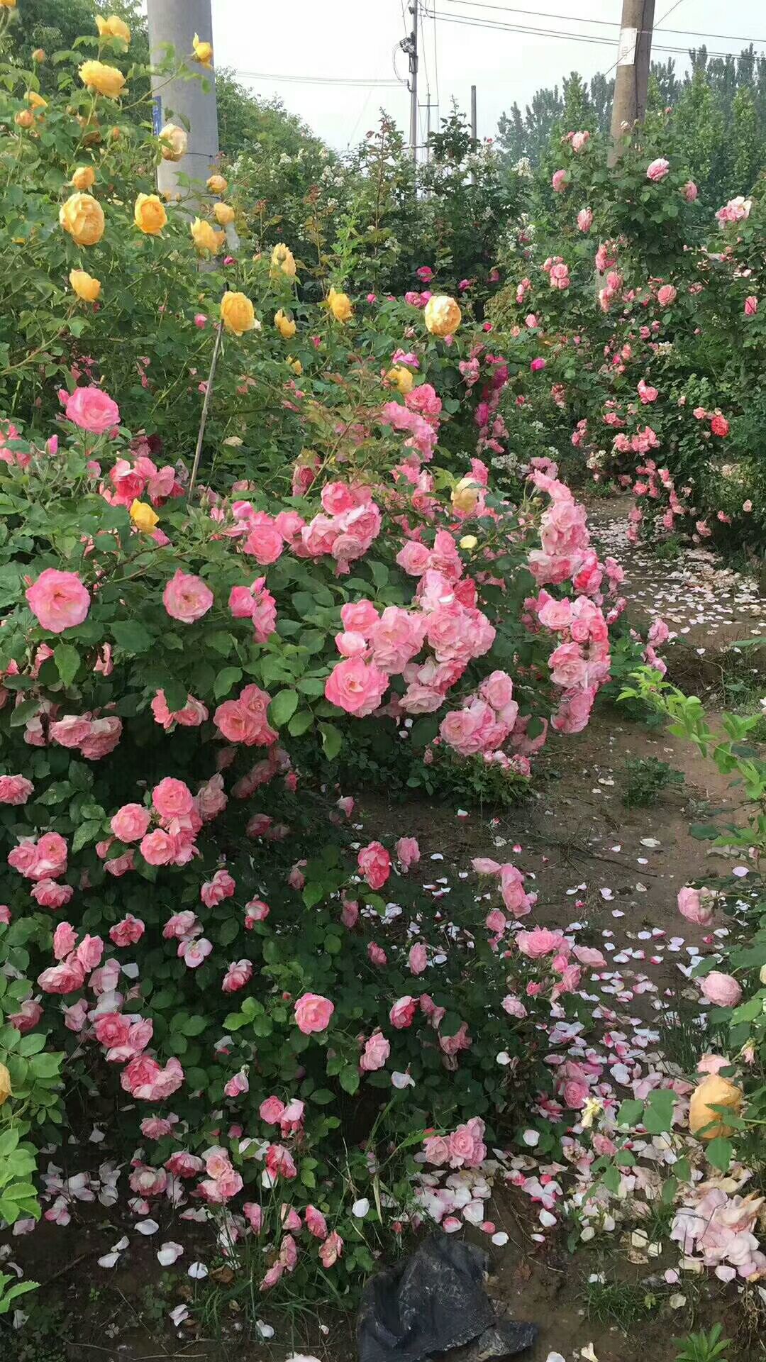 欧月大苗藤本月季花苗大花庭院爬藤植物盆栽攀援花卉蔷薇-图3