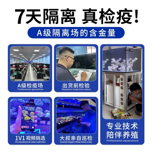 茉莉花珊瑚绿水仙肥手茉莉澳洲长须茉莉幻彩粉茉莉海水鱼珊瑚活物 - 图3