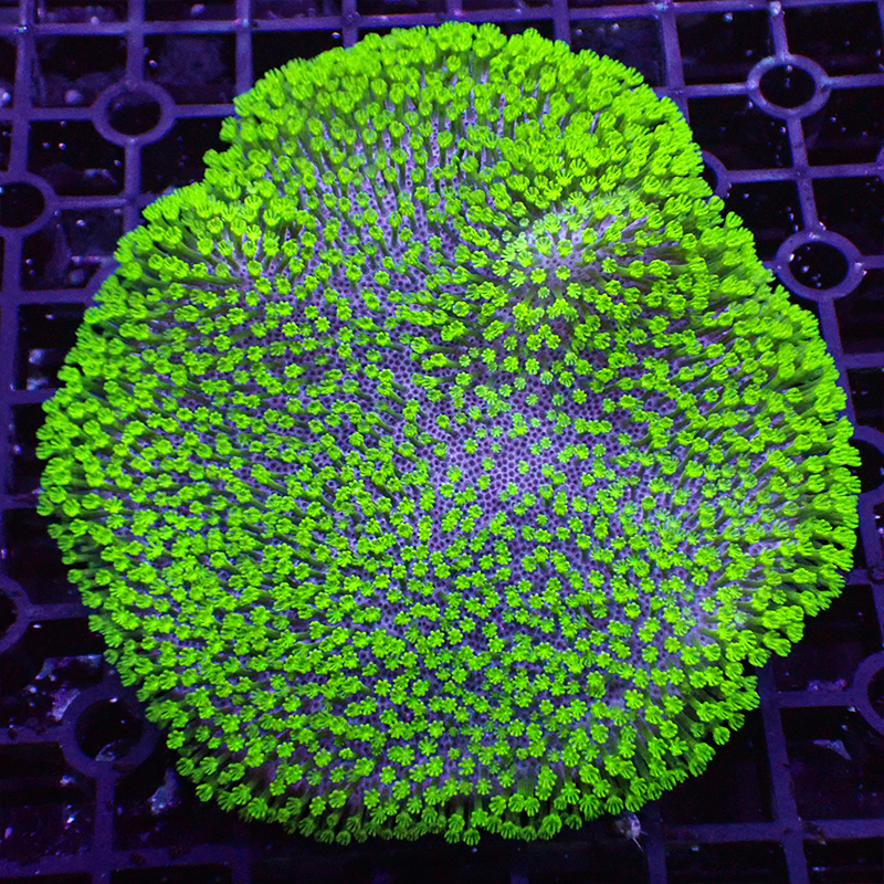 皮革珊瑚长须花环皮非日木耳皮革珊瑚樱花手指海绵海水活体珊瑚 广州前海水族 淘优券
