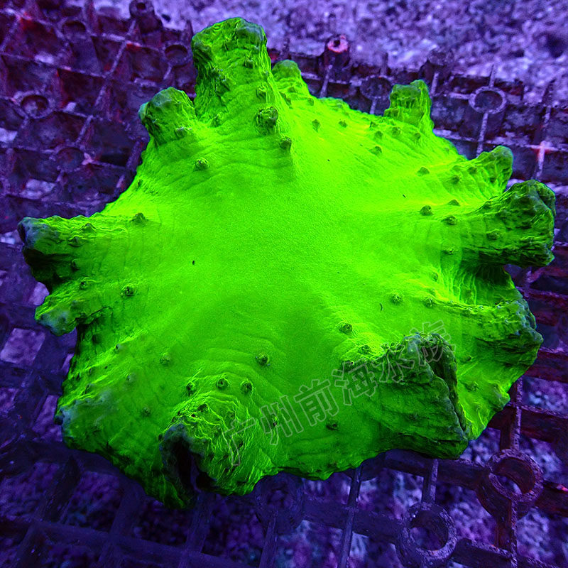 皮革珊瑚长须花环皮非日木耳皮革珊瑚樱花手指大嘴巴海水活体nps 广州前海水族 淘优券