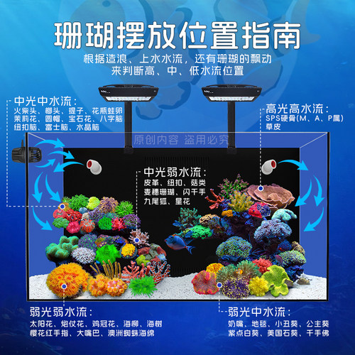 红单苞正彩脏脏单苞澳洲彩单苞黄金星空单苞宝石花珊瑚活体海水缸 - 图3