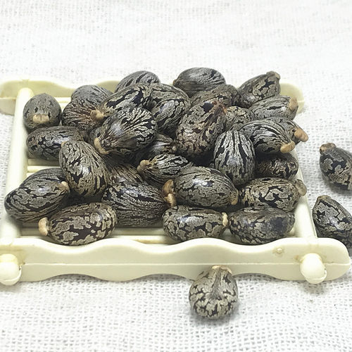 新鲜蓖麻子500g克包邮蓖麻仁中药材蓖麻籽种子饱满野生大蓖麻子油 - 图0