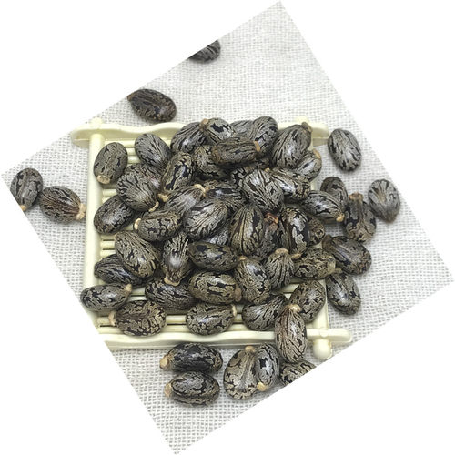 新鲜蓖麻子500g克包邮蓖麻仁中药材蓖麻籽种子饱满野生大蓖麻子油 - 图1
