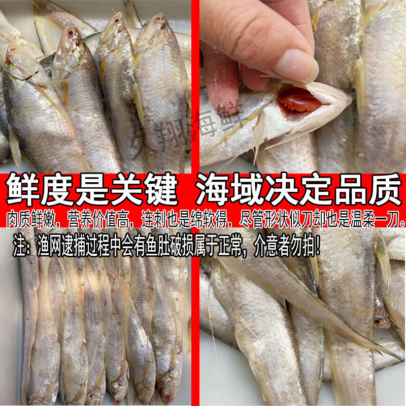 新鲜毛刀鱼1斤28-36条小刀鱼酒店饭店油炸煎凤尾鱼淡水鱼海鲜水产