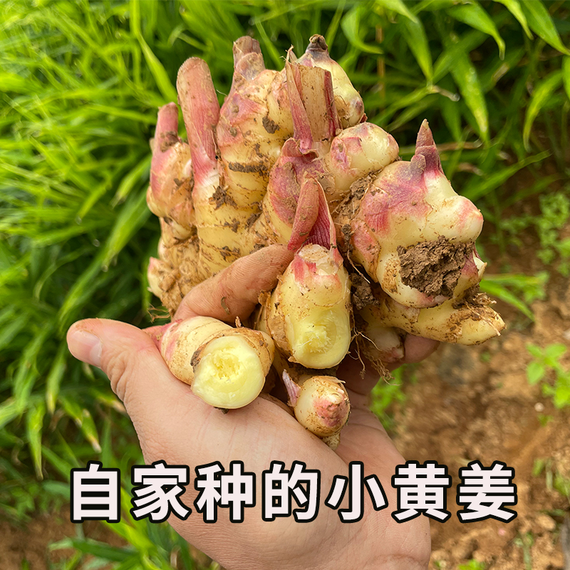 自种云南小黄姜老姜土姜嫩姜整箱10斤月子姜新鲜现挖农家小黄姜 - 图2