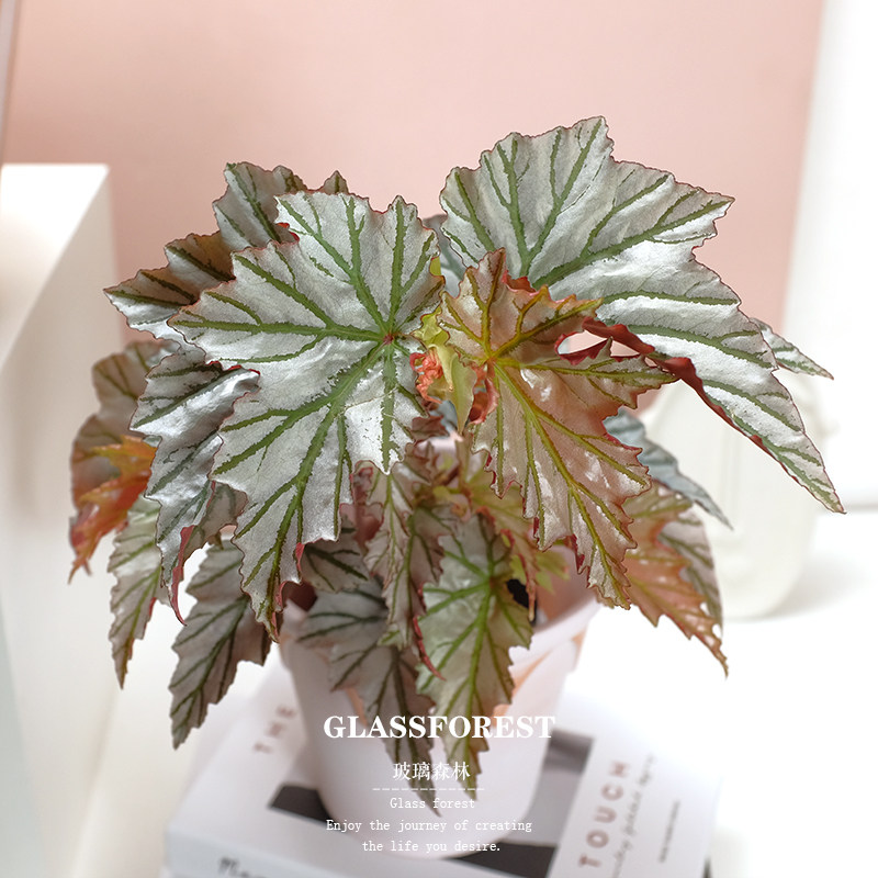 海威秋海棠Highway进口竹节ins风客厅办公桌耐阴盆栽净化空气好养,淘宝优惠券,粉丝福利购,淘宝优惠卷