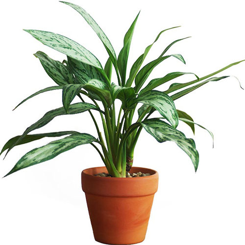 这个杀手不太冷同款植物盆栽银皇后万年青客厅绿植室内盆栽好养 - 图3