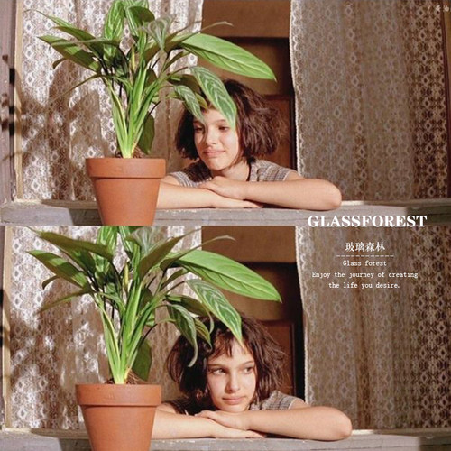 这个杀手不太冷同款植物盆栽银皇后万年青客厅绿植室内盆栽好养 - 图1