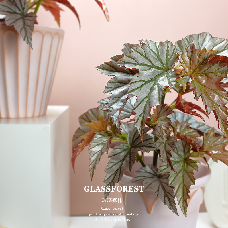 海威秋海棠Highway进口竹节ins风客厅办公桌耐阴盆栽净化空气好养,淘宝优惠券,粉丝福利购,淘宝优惠卷