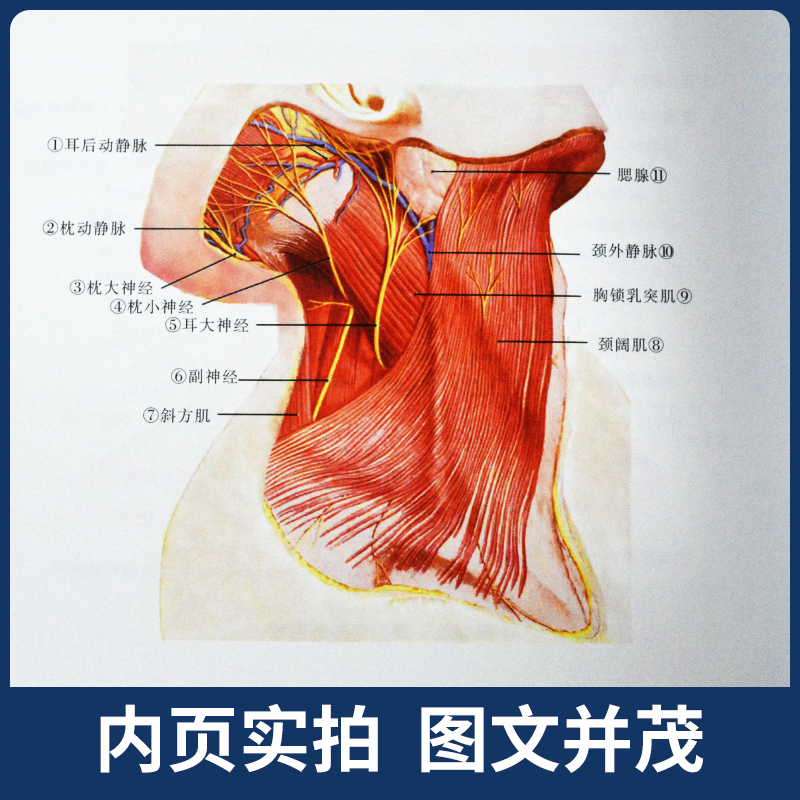 正版 实用口腔解剖学图谱 第2版第二版 王美青 胡开进 主编 口腔科学 口腔医学类专业书籍 口腔书籍 世界图书出版公司 - 图2