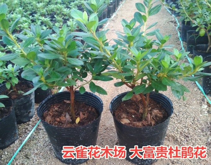 大富贵大红袍杜鹃花绿色光辉盆栽花卉重瓣大花庭院客厅阳台盆栽 云雀花木场 淘优券