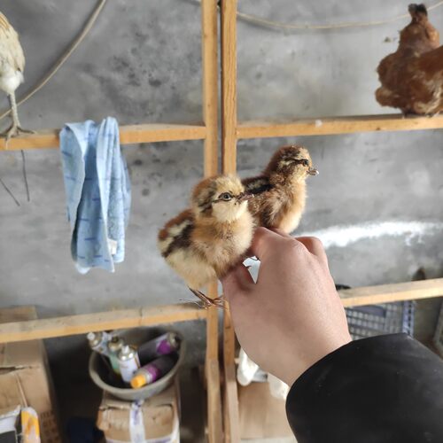 小鸡标本母鸡标本出克小计模型拍摄道具代做各类标本山鸡标本 - 图2
