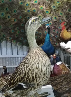 鸭子标本艺术摆件仿真动物模型绿鸭子白鸭子模型标本制作山鸡标本