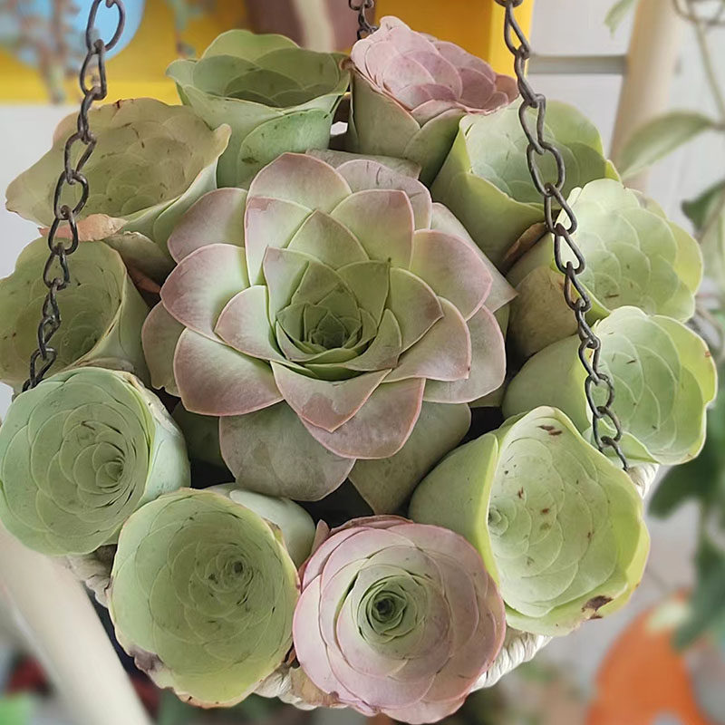 高山酒杯山地玫瑰多肉植物萌肉肉办公室盆栽花卉绿植阳台净化空气,淘宝优惠券,粉丝福利购,淘宝优惠卷