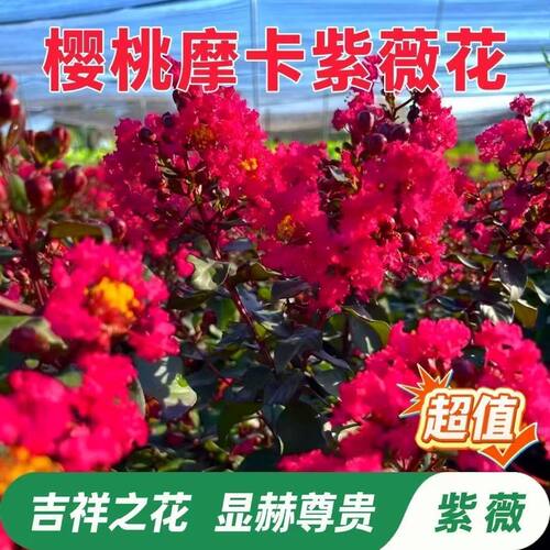 双色紫精灵樱桃摩卡紫薇树苗耐寒盆栽地栽庭院开花植物四季花卉 - 图1