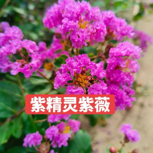 双色紫精灵樱桃摩卡紫薇树苗耐寒盆栽地栽庭院开花植物四季花卉 - 图0