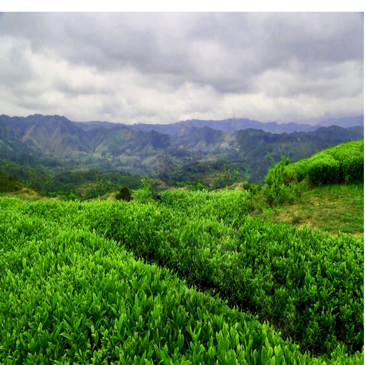 2024年新茶泰顺三杯香茶叶高山云雾茶雨前茶炒青绿茶三杯香茶500g - 图3