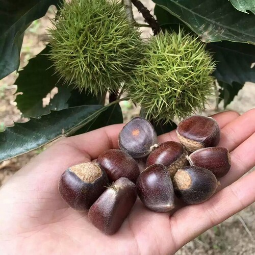 密云燕山板栗 生新鲜油栗 鲜毛栗板栗 甜生栗子甘软糯 3斤_虎窝淘