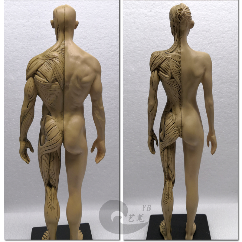 男女一组雕塑艺用人体肌肉骨骼解剖模型美术医用CG参考3Dmax绘画-图2