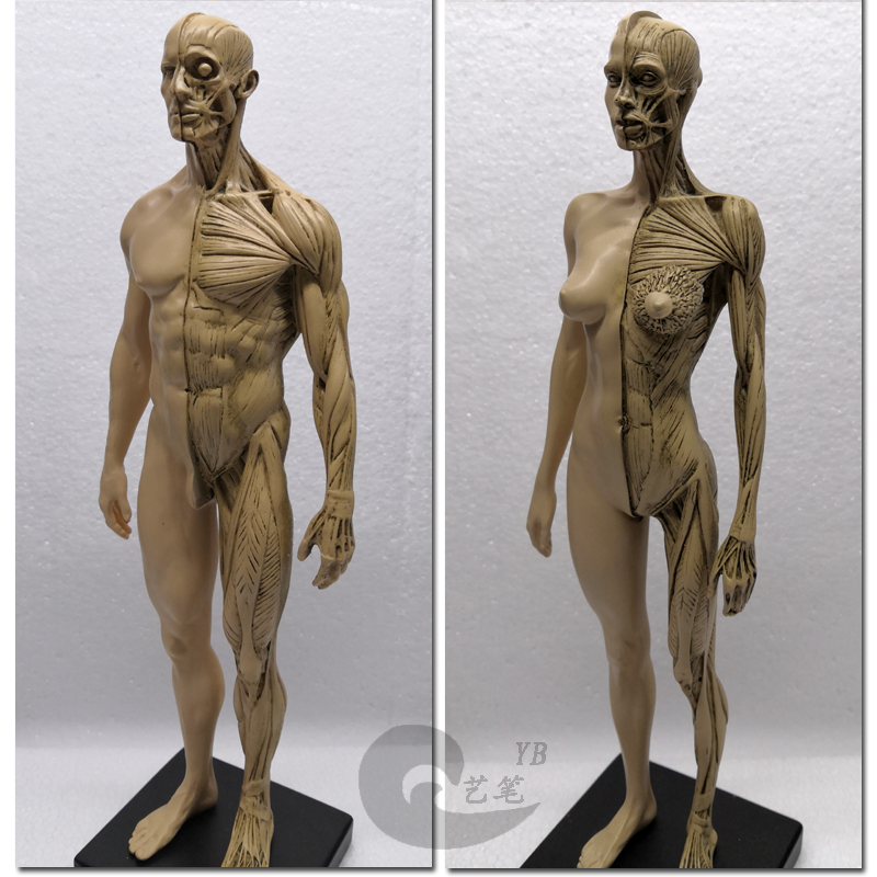 男女一组雕塑艺用人体肌肉骨骼解剖模型美术医用CG参考3Dmax绘画-图0