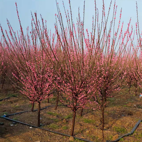 梅花树苗原生红梅骨里红腊梅浓香庭院花卉耐寒植物大型盆栽盆景 - 图1
