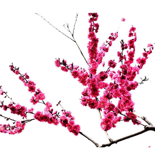 梅花树苗原生红梅骨里红腊梅浓香庭院花卉耐寒植物大型盆栽盆景 - 图3