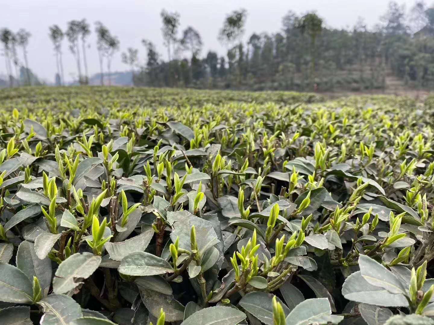 2023年新茶四川川马飘雪特级花毛峰浓香型茉莉花茶叶峨眉山花毛尖 - 图2